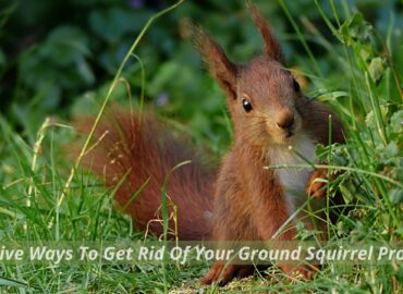 Effective Ways To Get Rid Of Your Ground Squirrel Problem 