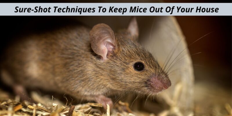 Sure-Shot Techniques To Keep Mice Out Of Your House