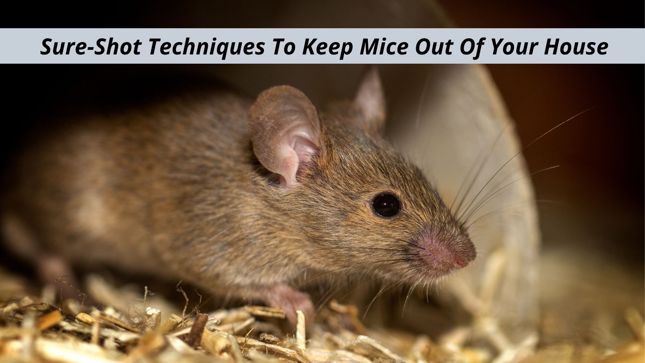 Sure-Shot Techniques To Keep Mice Out Of Your House