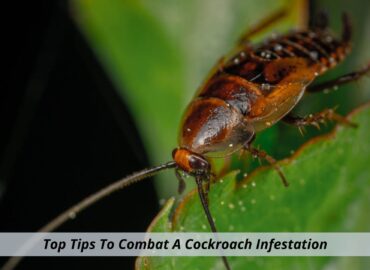 Top Tips To Combat A Cockroach Infestation