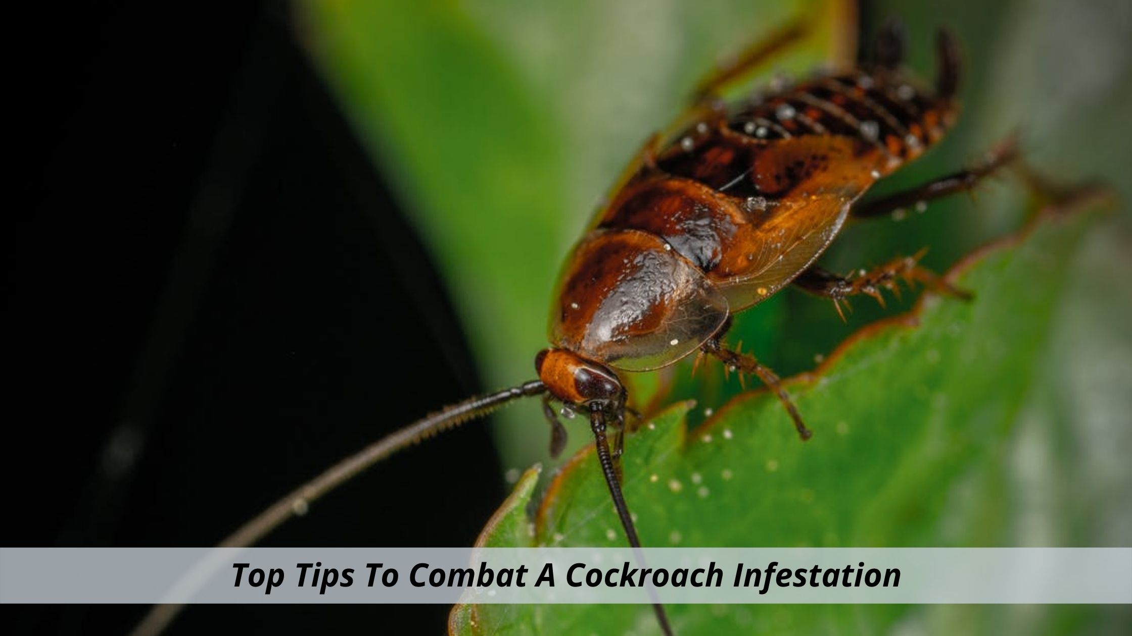 Top Tips To Combat A Cockroach Infestation