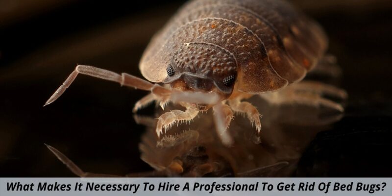 What Makes It Necessary To Hire A Professional To Get Rid Of Bed Bugs?