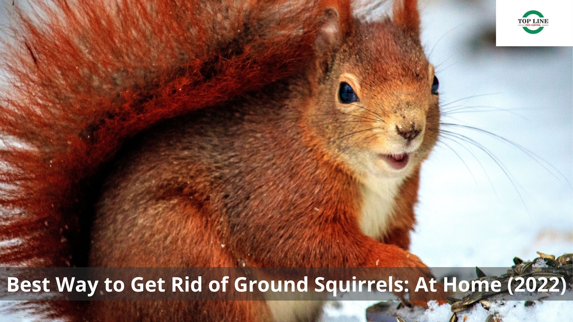 Ground Squirrels