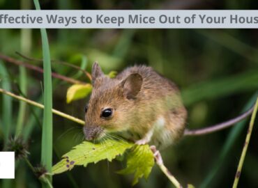 Effective Ways to Keep Mice out of Your House