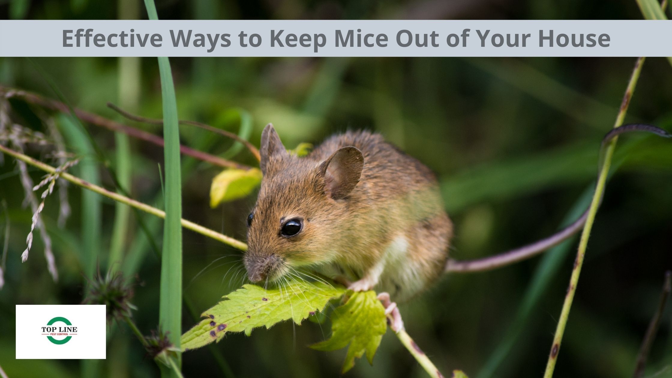 Effective Ways to Keep Mice out of Your House