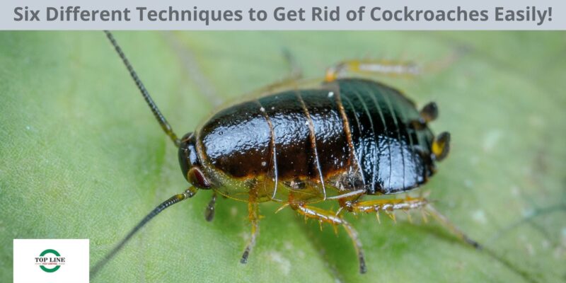 Six Different Techniques to Get Rid of Cockroaches Easily!