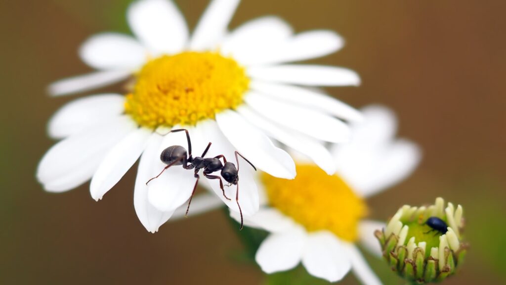 10 Natural ways to destroy Carpenter Ants