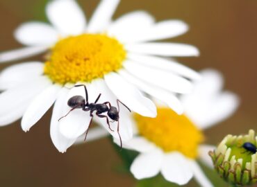 10 Natural ways to destroy Carpenter Ants