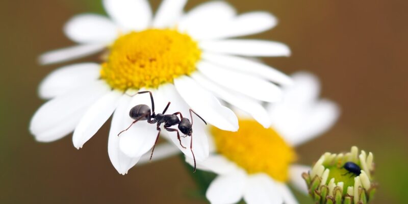 10 Natural ways to destroy Carpenter Ants