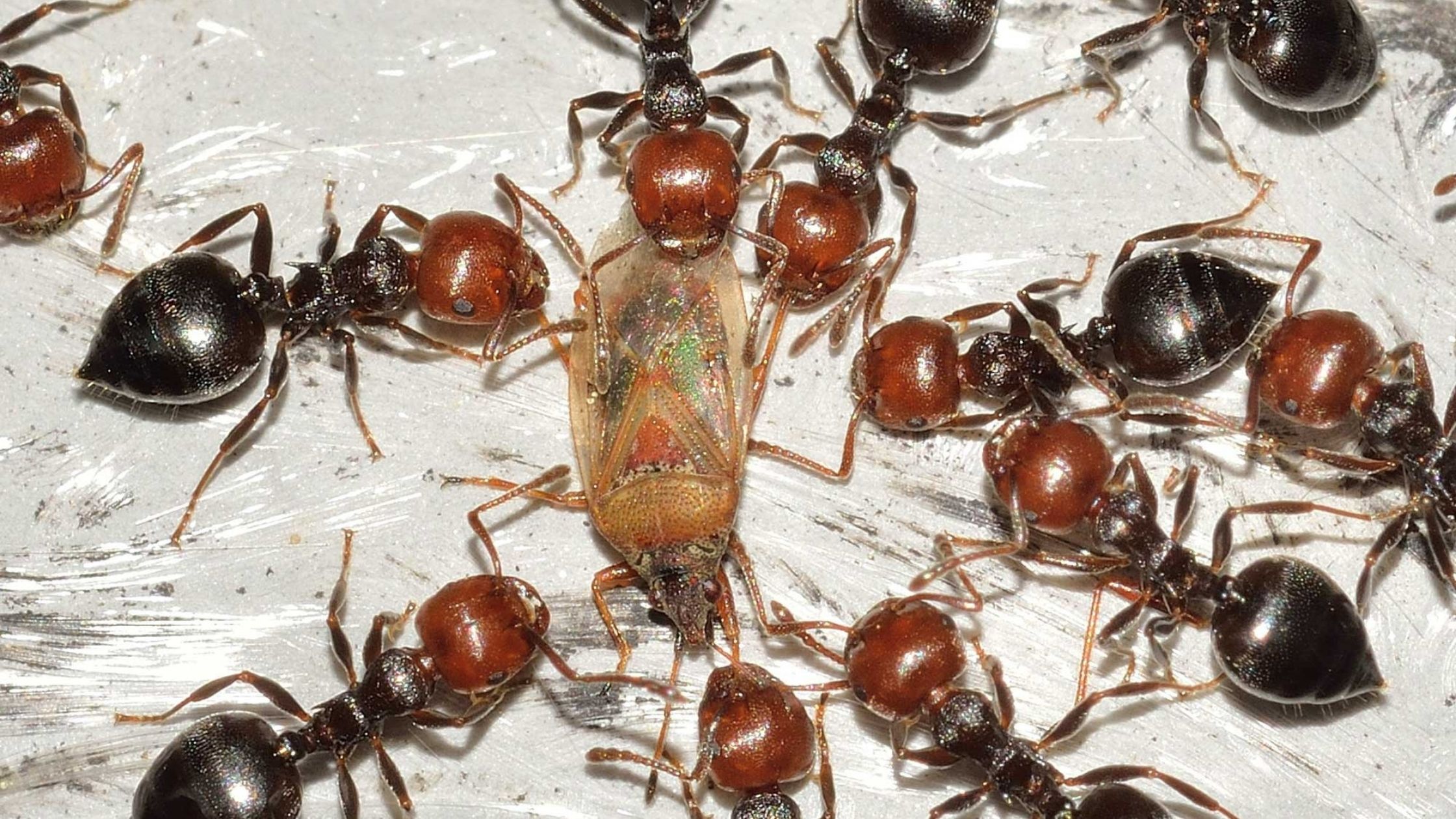 Details On How Carpenter Ants Damage The Houses