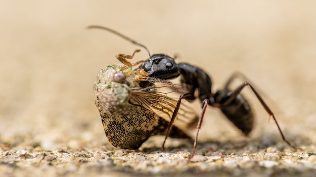 Looking to Eliminate Carpenter Ants?