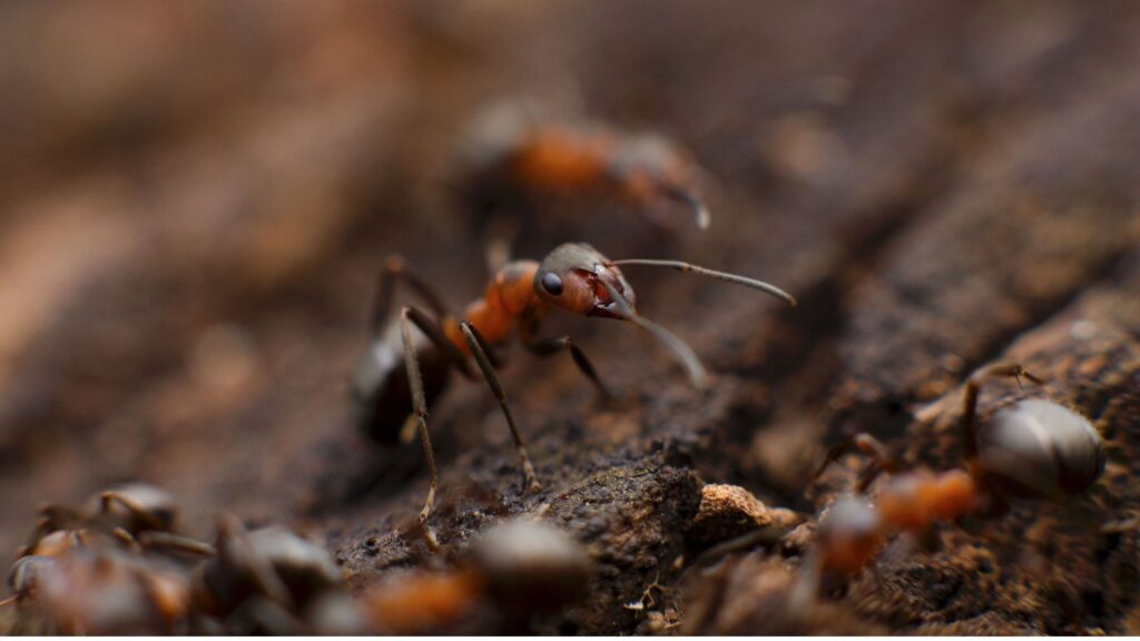 Things That attract Carpenter Ants To Houses