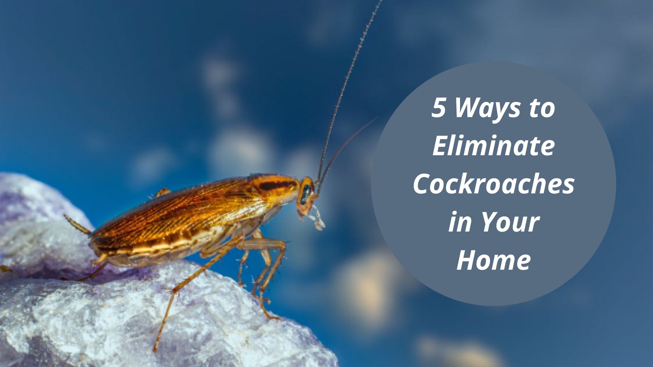 5 Ways to Eliminate Cockroaches in Your Home