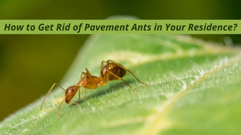 How to Get Rid of Pavement Ants in Your Residence