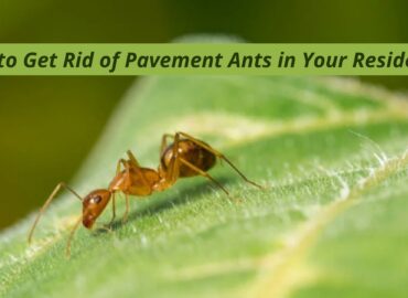 How to Get Rid of Pavement Ants in Your Residence