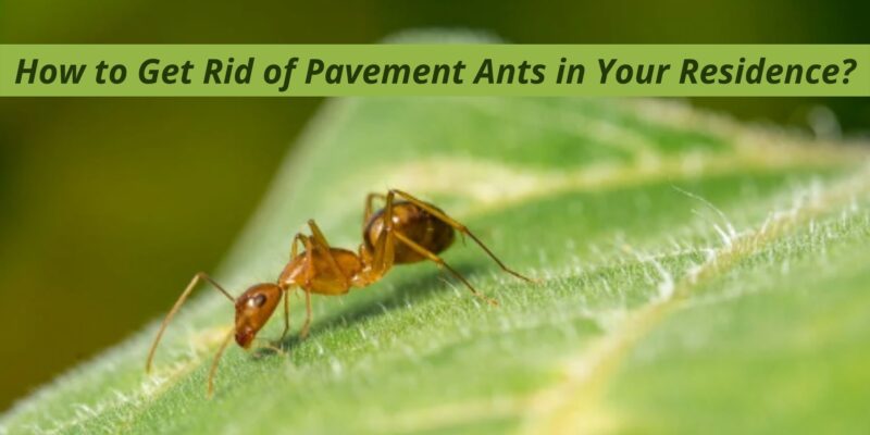 How to Get Rid of Pavement Ants in Your Residence