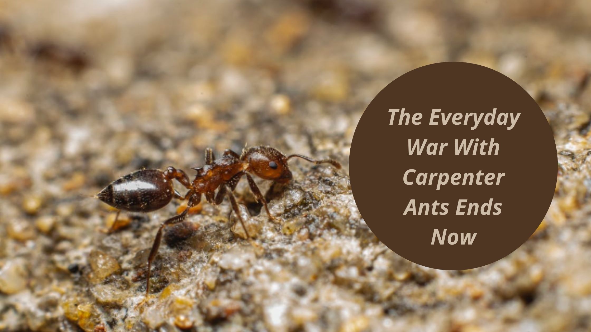 The Everyday War With Carpenter Ants Ends Now