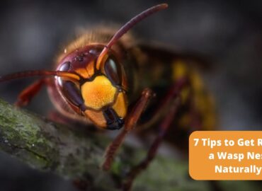 7 Tips to Get Rid of a Wasp Nest Naturally