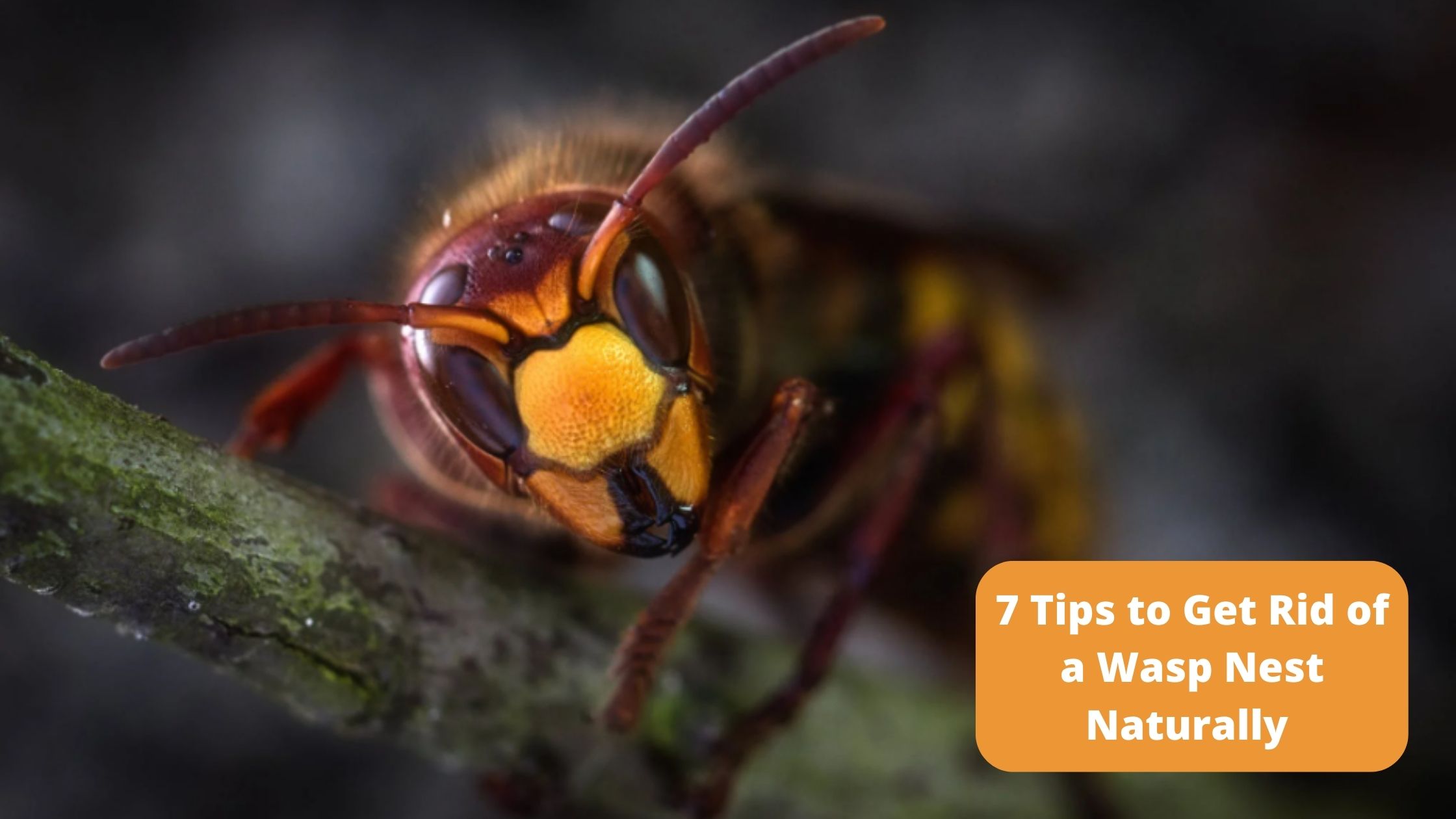 7 Tips to Get Rid of a Wasp Nest Naturally