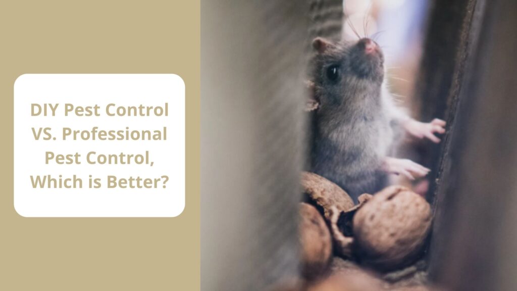 DIY Pest Control VS. Professional Pest Control, Which is Better