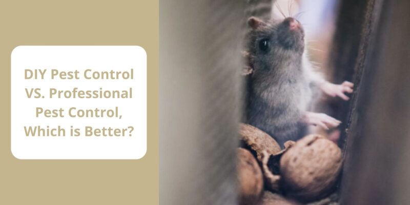 DIY Pest Control VS. Professional Pest Control, Which is Better