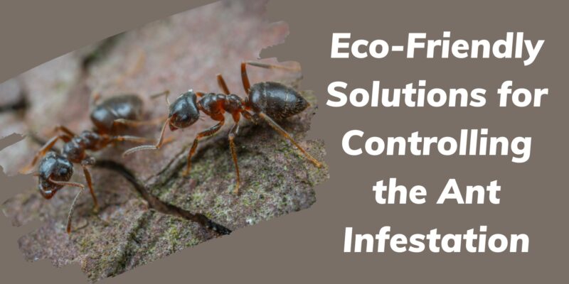 Eco-Friendly Solutions for Controlling the Ant Infestation