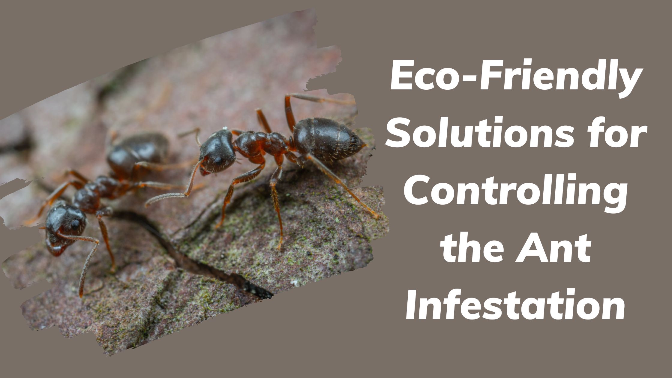 Eco-Friendly Solutions for Controlling the Ant Infestation