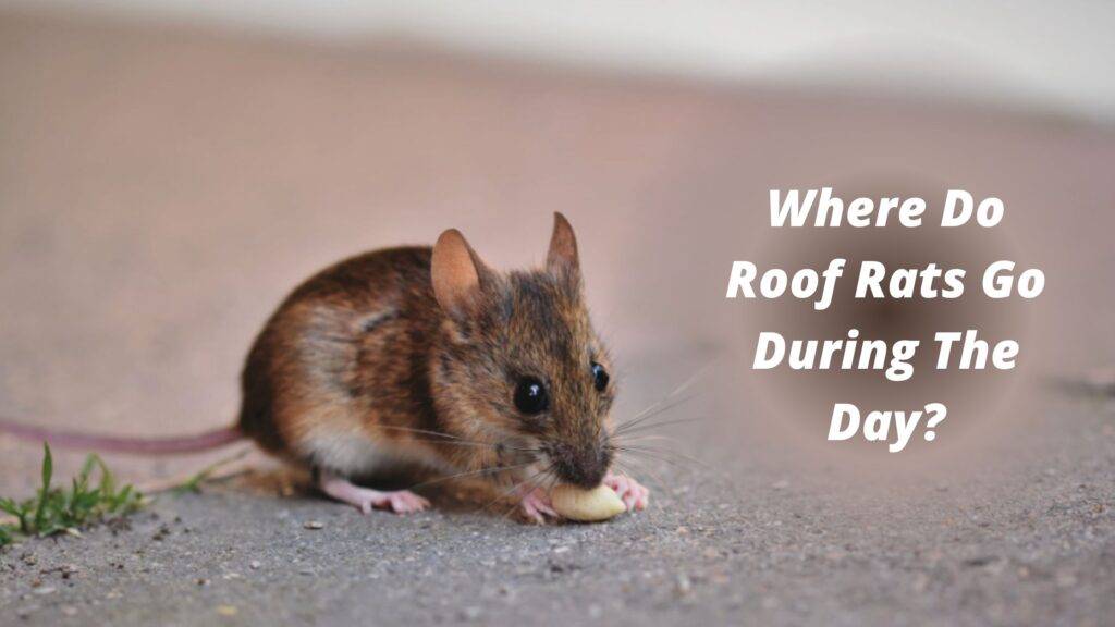 Where Do Roof Rats Go During the Day?