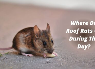 Where Do Roof Rats Go During The Day