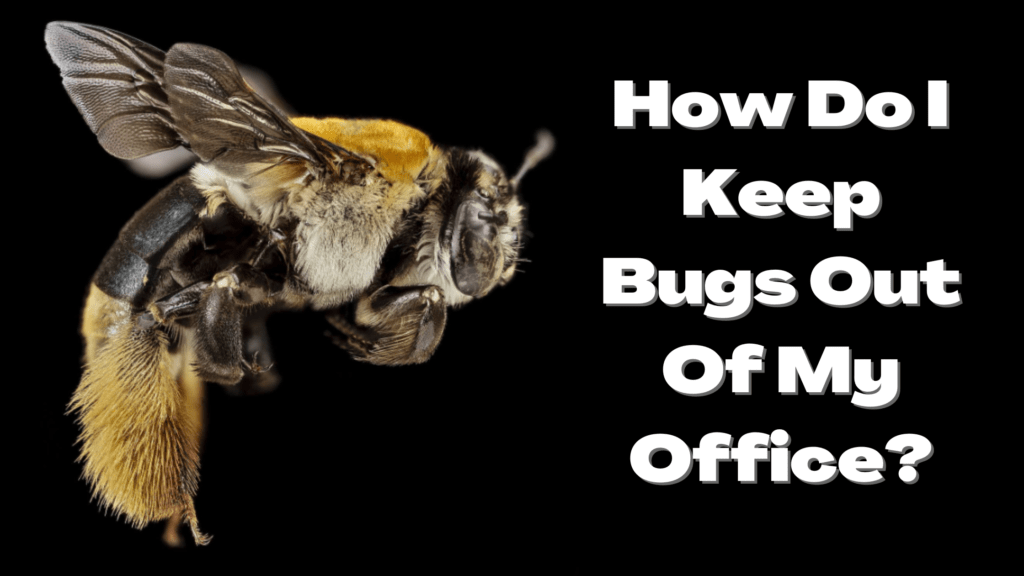 How Do I Keep Bugs Out Of My Office