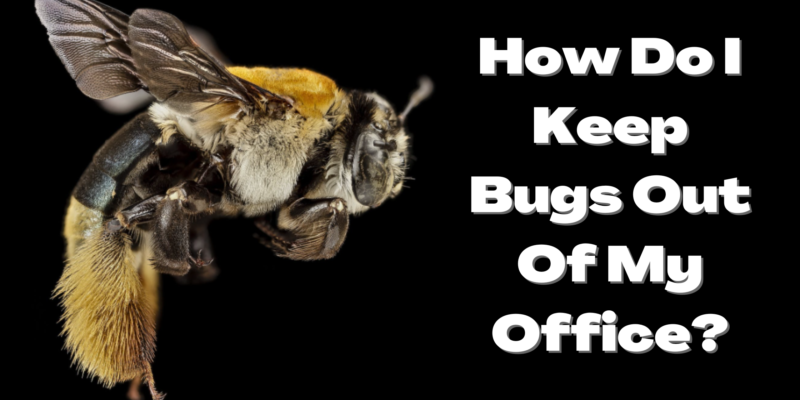 How Do I Keep Bugs Out Of My Office