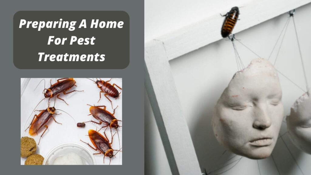 Preparing A Home For Pest Treatments