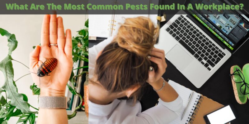 What Are The Most Common Pests Found In A Workplace