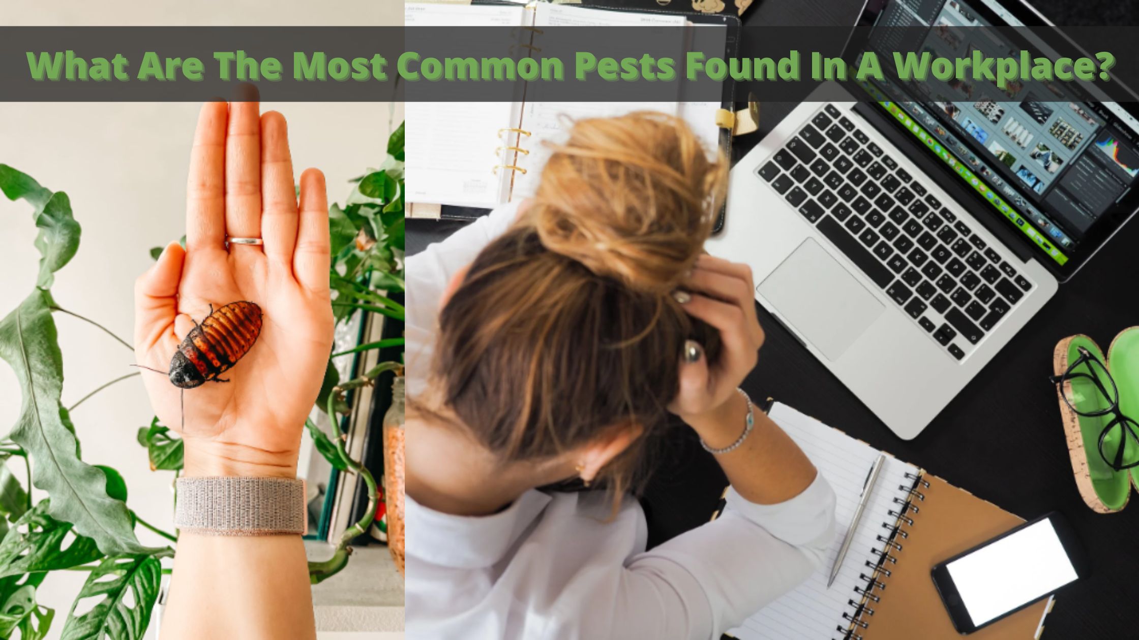 What Are The Most Common Pests Found In A Workplace