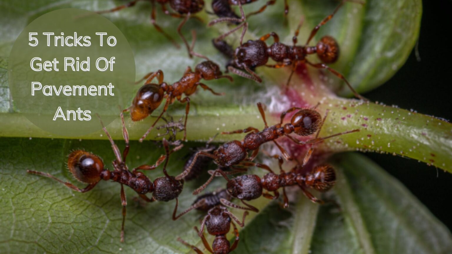 5 Tricks To Get Rid Of Pavement Ants