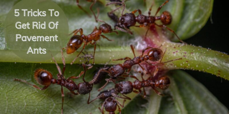 5 Tricks To Get Rid Of Pavement Ants