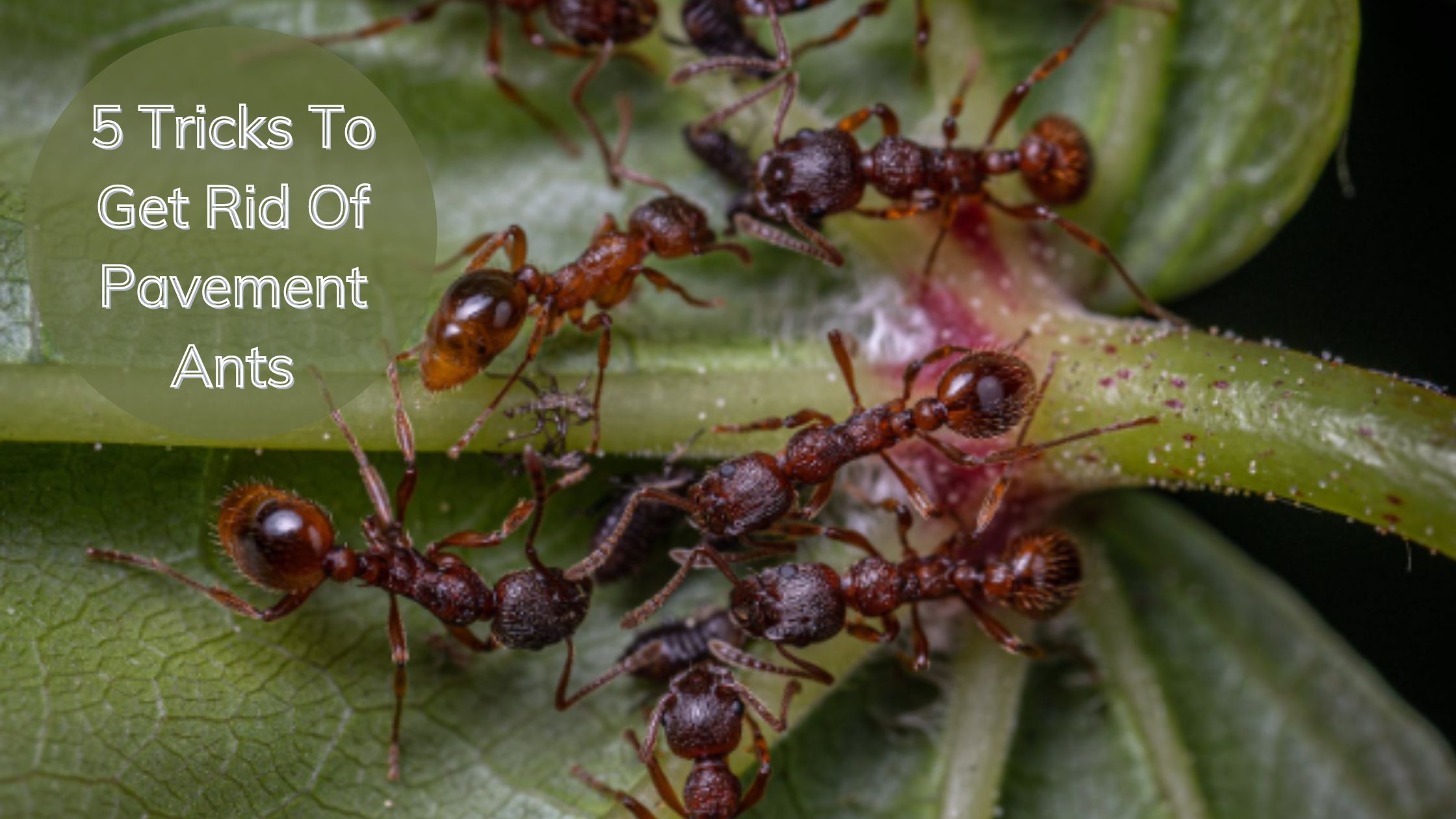 5 Tricks To Get Rid Of Pavement Ants