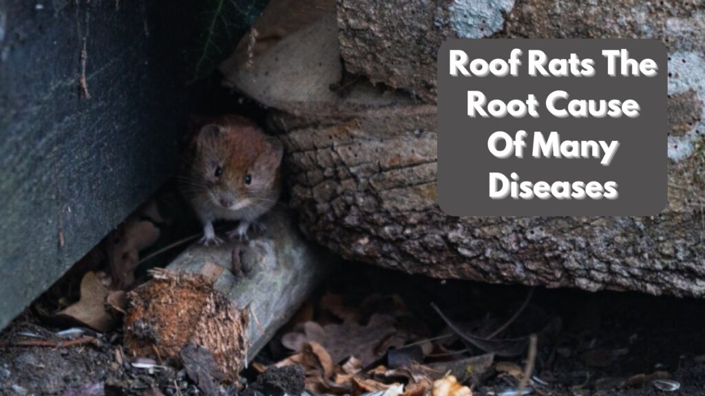 Roof Rats- The Root Cause Of Many Diseases