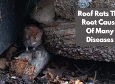 Roof Rats- The Root Cause Of Many Diseases
