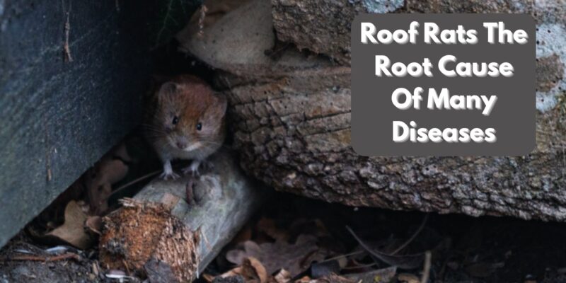 Roof Rats- The Root Cause Of Many Diseases