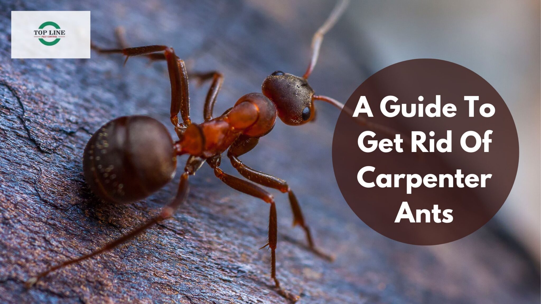 A Guide To Get Rid Of Carpenter Ants