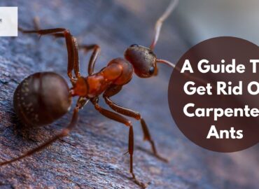 A Guide To Get Rid Of Carpenter Ants