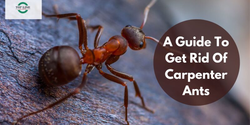 A Guide To Get Rid Of Carpenter Ants