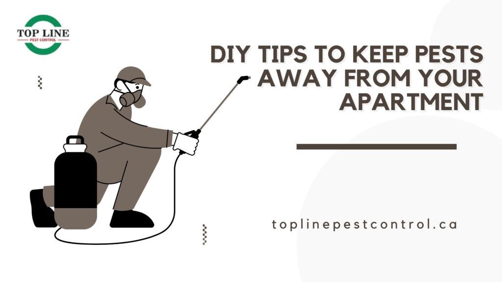 DIY Tips to Keep Pests Away from your Apartment