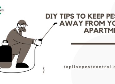 DIY Tips to Keep Pests Away from your Apartment