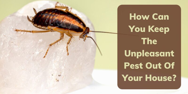 How Can You Keep The Unpleasant Pest Out Of Your House?