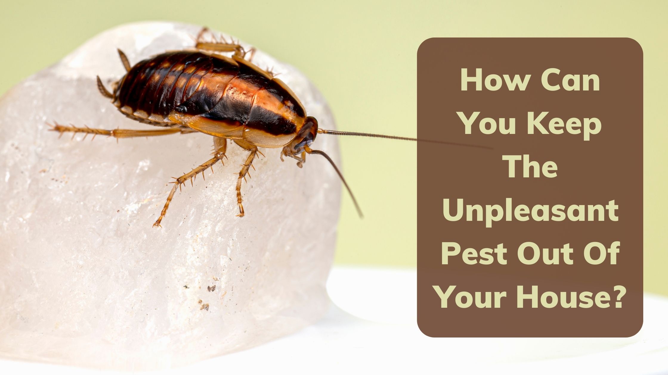 How Can You Keep The Unpleasant Pest Out Of Your House?