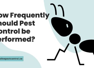 How Frequently Should Pest Control be Performed