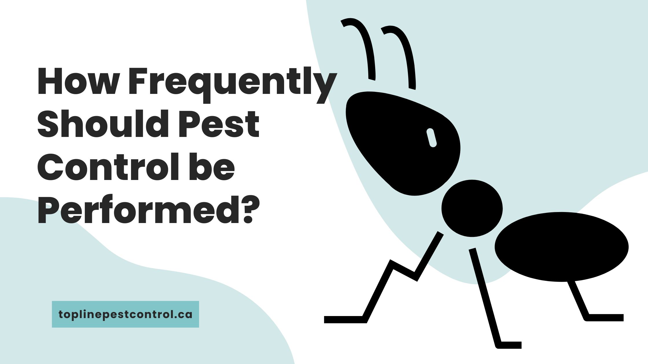 How Frequently Should Pest Control be Performed