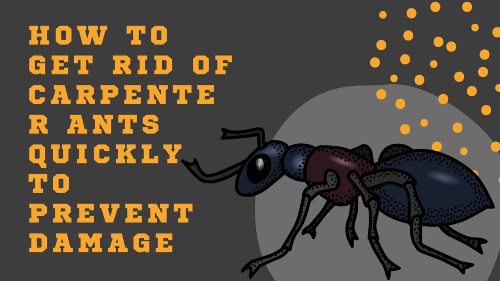 How To Get Rid Of Carpenter Ants Quickly To Prevent Damage